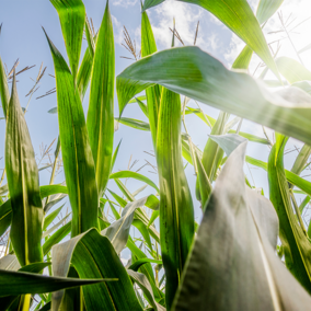 corn from ground view