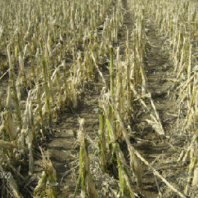 Hailed corn