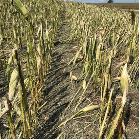 Hailed corn