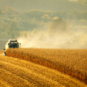 Combine harvesting corn field