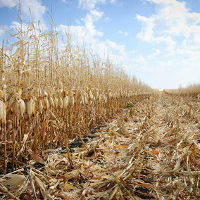 Corn field at harvest