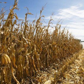 Corn harvest