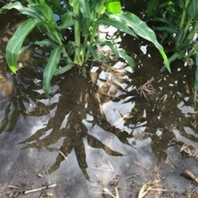 Corn in 1/2 inch of standing water