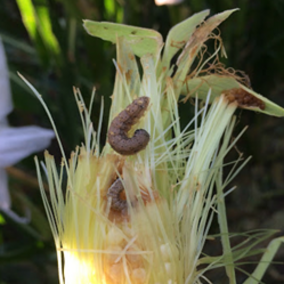 Fall armyworm and corn earworm on non-Bt corn.