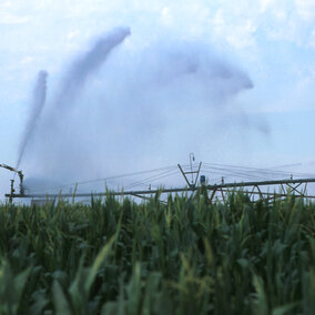 Irrigating corn