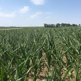 Corn leaf rolling