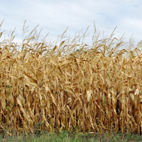 Field of mature corn