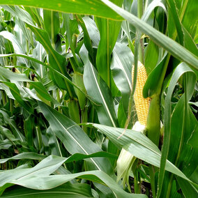 A corn field at mid-grain filling near Atkinson, Nebr. (Photo courtesy of Nicolas Cafaro La Menza and Mariano Hernandez; taken August 10, 2016).