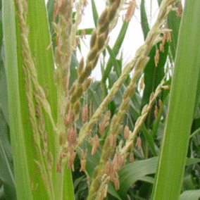Corn pollen shed