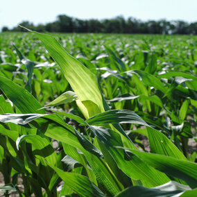 corn post twisted whorl