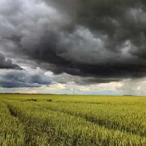 Rainstorm over cornfield