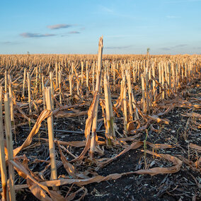 Corn field after harvest with rows of dry stalk stubble and fallen leaves, viewed at ground level under a clear evening sky.