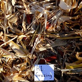 Corn residue field trial