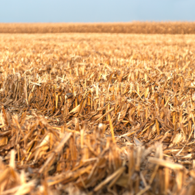 Corn residue field