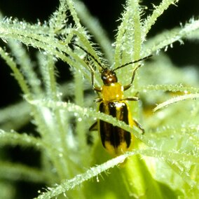 western corn rootworm beetle