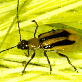 Corn rootworm