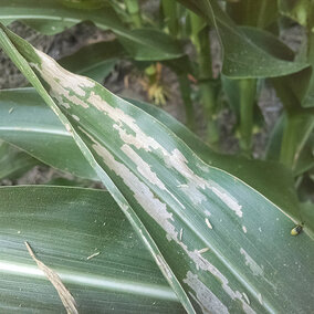 Western corn rootworm beetles feeding on a corn leaf