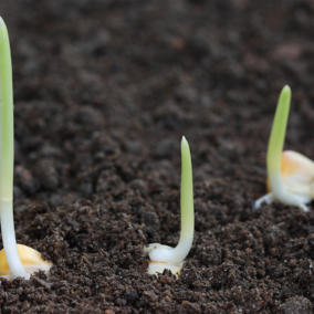 Corn seeds germinating in soil