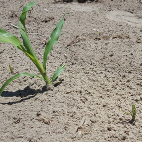 Inconsistent corn stand indicating possible seedling disease