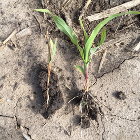 Corn seedling disease