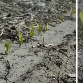 Freeze damage to corn seedlings