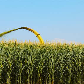 Corn silage harvesting