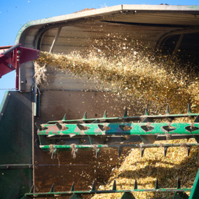 Loading corn silage after harvest