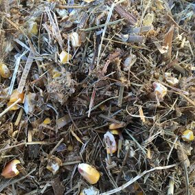 Corn silage