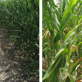 photos of skip-row corn trials
