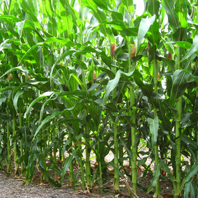 skip-row corn