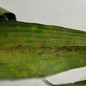 Southern rust on a corn leaf