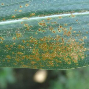 Southern rust pustules on a corn leaf