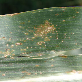 Southern rust on a corn leaf