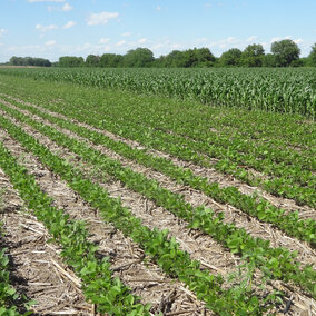 Corn and soybean fields at the Rogers Memorial Farm