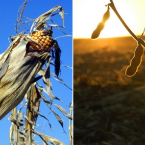 Mature corn and soybean at harvest time