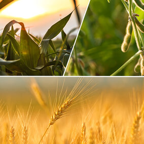 Collage of corn, soybean and wheat fields