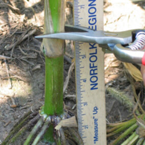 Taking the corn stalk nitrate test in the field