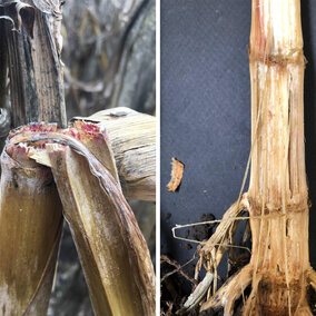 Left photo showing corn stalk breakage from Gibberela stalk rot and right photo showing corn stalk damage from Fusarium stalk rot.