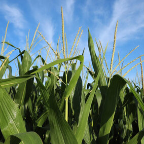 corn tassels on the top of the corn plant