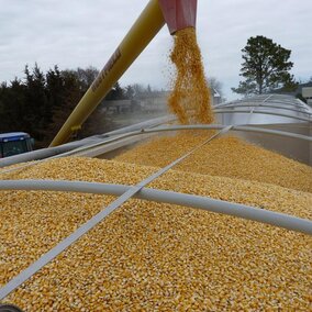 loading a grain truck