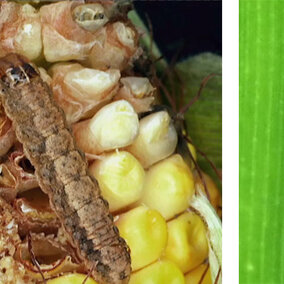 western bean cutworm in corn