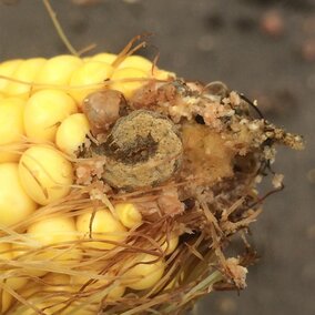 Western bean cutworm feeding in corn