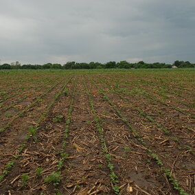 Weeds in corn