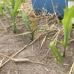 Corn damaged by wheat stem maggot