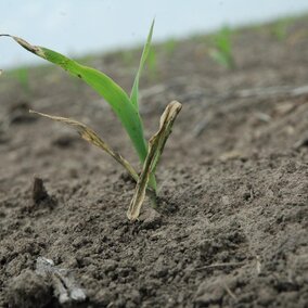 Corn plant damaged by wind May 10.