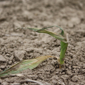 WInd-damaged corn plant