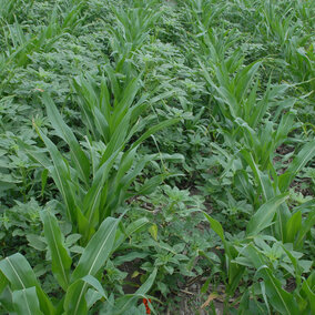 Figure 1. Glyphosate-resistant Palmer amaranth infesting corn field in south central Nebraska. (Photo by Amit Jhala)