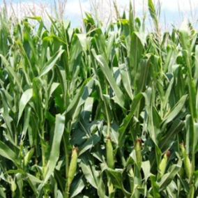 Corn field
