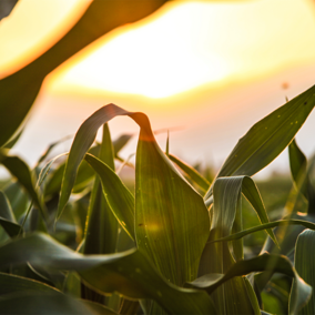 Corn field at sunset