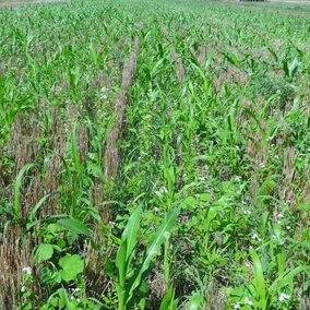 A diverse 14-way mix was planted into wheat stubble immediately after harvest to keep living roots in the field.  The cover crop is using sunlight and carbon dioxide to put energy and carbon into the soil to feed the soil biology.